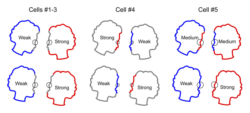 Fig12
