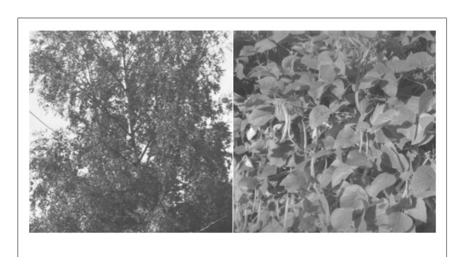 Figure 22